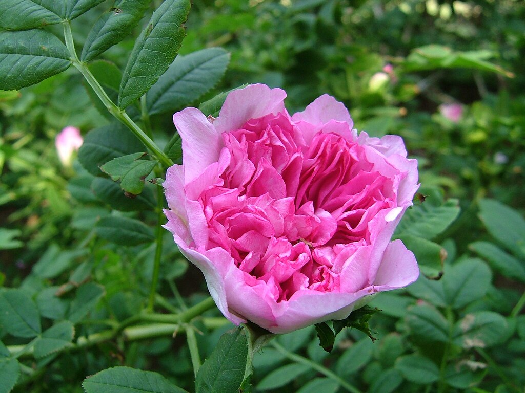 Rosa roxburghii